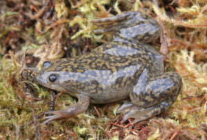 Xenopus: o gênero das rãs carnívoras