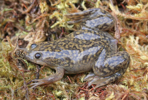 Xenopus: o gênero das rãs carnívoras