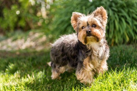 Como reconhecer uma raça de um cachorro