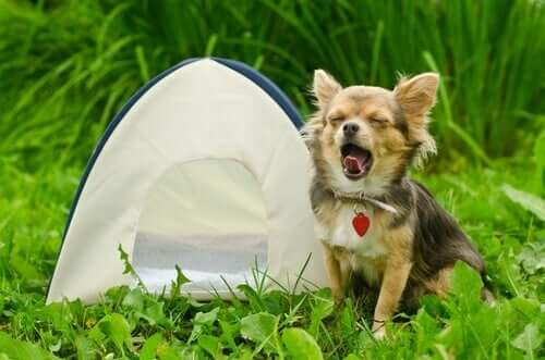 Como acampar com seu cachorro?