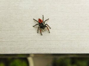 Medo de aranhas: como superar?