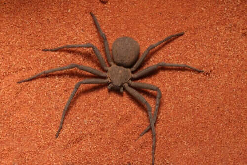 As aranhas Sicarius e sua verdadeira letalidade