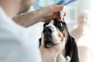 Úlcera de córnea em cães: dicas e tratamentos