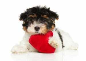 Seis dicas para o cuidado do coração dos cães