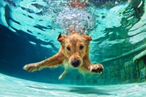 Natação para cães: tudo o que você precisa saber