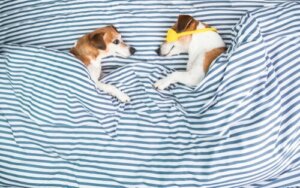 Por que os cães arranham o local de dormir?
