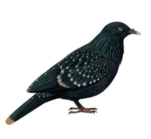 O pombo de Liverpool: habitat e comportamento