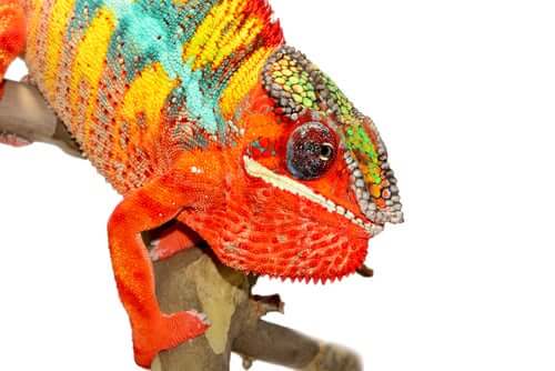 os camaleões mudam de cor