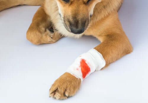 Cirurgia ortopédica em cães
