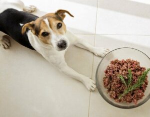 Os cães são carnívoros?