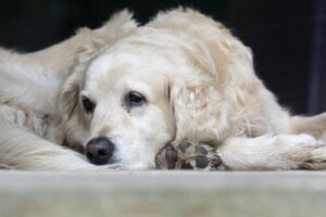 Causas mais comuns da pneumonia em animais de estimação