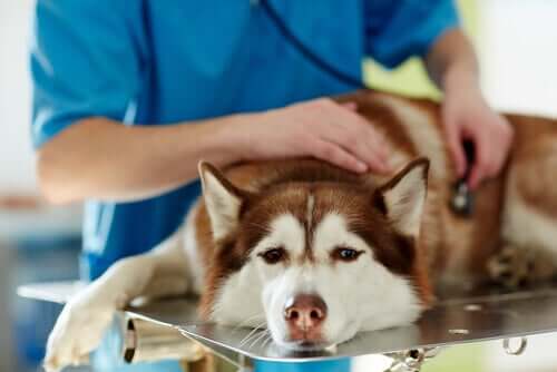 Causas das convulsões em cães