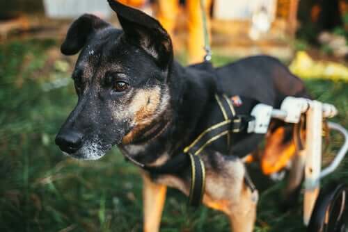 Importância da saúde neurológica dos animais