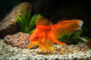 Causas de inchaço em peixes: hidropsia