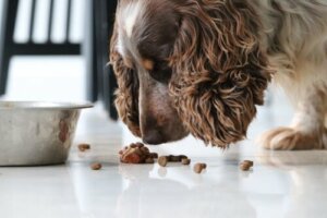 Contagens de calorias nos alimentos para animais de estimação