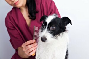 Dicas para cuidar da pelagem dos cães