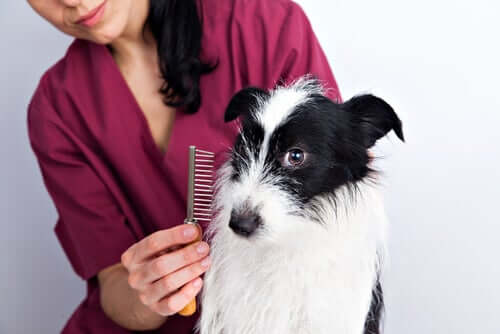 Dicas para cuidar da pelagem dos cães