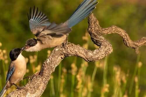 Poliandria: matriarcado do reino animal
