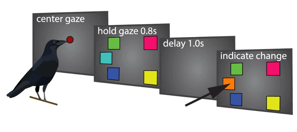 Os corvos e a sua capacidade cognitiva