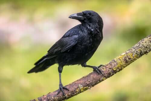 Os corvos e a sua capacidade cognitiva