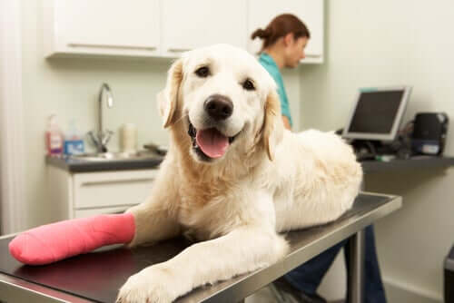 Cuidados após cirurgia ortopédica em cães
