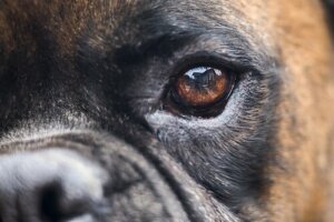 Tratamento contra a cegueira em cães