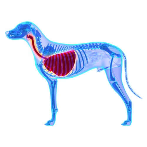 O que é edema pulmonar em cães?