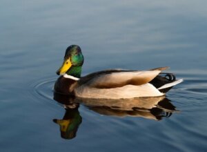 Os patos e seus parentes