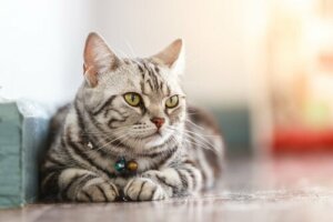 A ciência por trás do bem-estar dos gatos domésticos