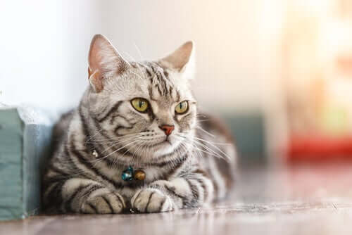 A ciência por trás do bem-estar dos gatos domésticos