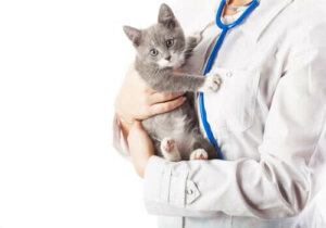 Como evitar o medo de uma consulta veterinária