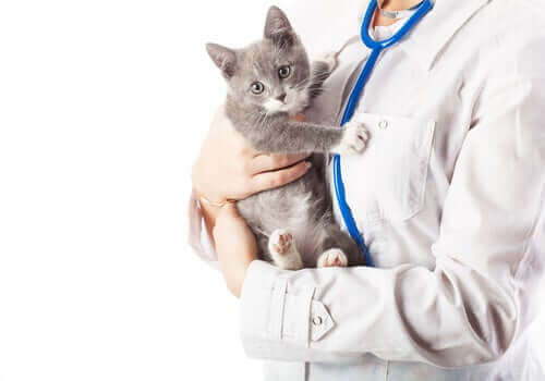 Como evitar o medo de uma consulta veterinária