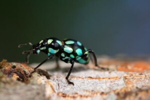 Pachyrrhynchus: a joia de seis patas das florestas asiáticas