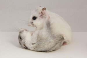Tumores em roedores: como lidar?