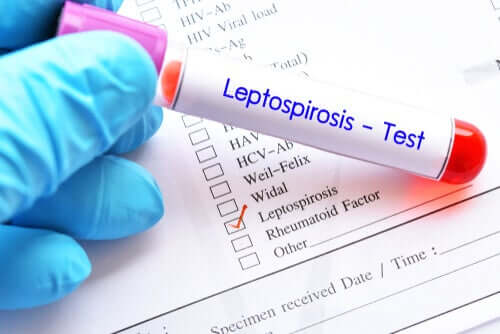 Três dicas para prevenir a leptospirose em animais de estimação