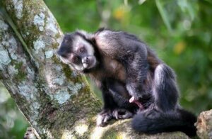 Macacos que usam ferramentas há 3000 anos