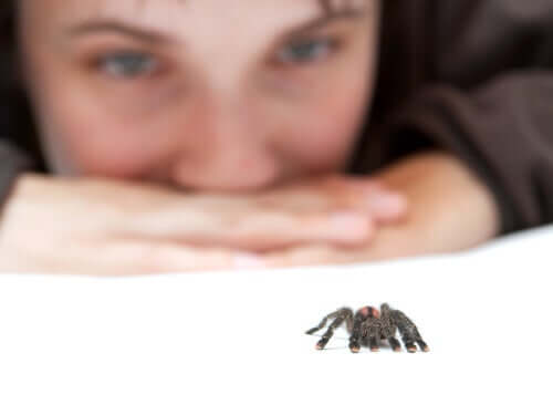 Superar o medo de aranhas