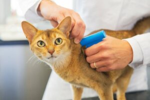 O microchip em gatos é obrigatório?