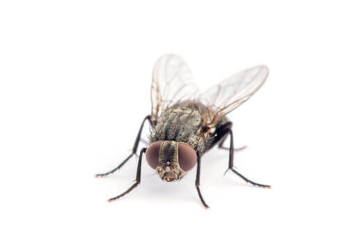 O ciclo de vida da mosca doméstica