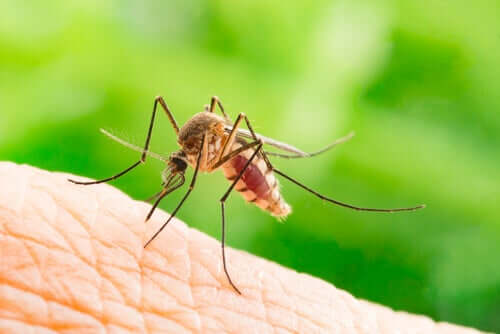 O mosquito da dengue