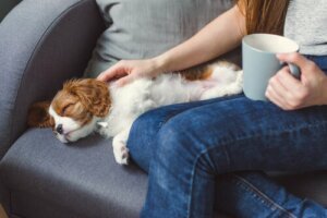 Meu animal de estimação está inconsciente: o que pode ter acontecido?