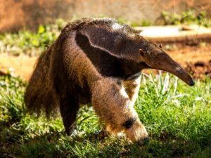 Animais que comem formigas: mirmecofagia