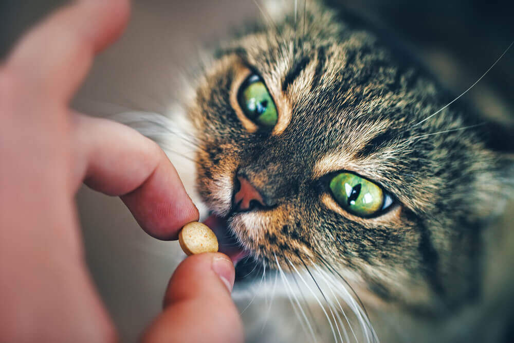 Nutracêuticos para animais de estimação: para que servem?