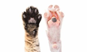 Curiosidades sobre as almofadas dos animais
