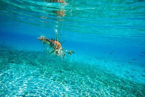 O peixe-leão entrou no Mar Mediterrâneo?