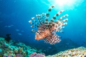 Peixe-leão: um novo residente do Mar Mediterrâneo