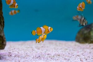 O significado evolutivo de ser hermafrodita