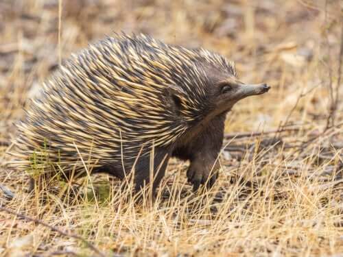 A língua é essencial