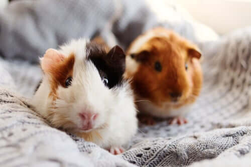 Tumores em roedores: como lidar com eles