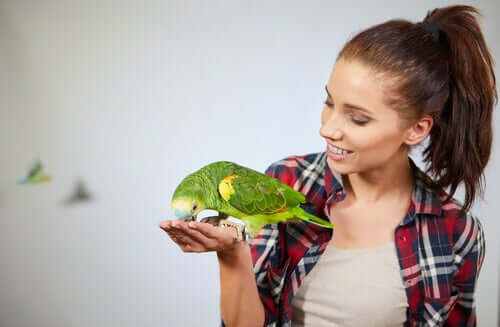 As incríveis habilidades cognitivas dos papagaios